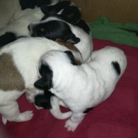 ПРОДАВАМ-продавам djack russell terrier 0406211147, снимка 11 - Джак ръсел териер - 32281099