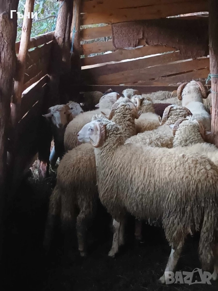 коч кочове за продан , снимка 1