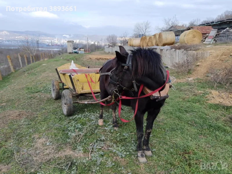 Продавам кон с каруца, снимка 1