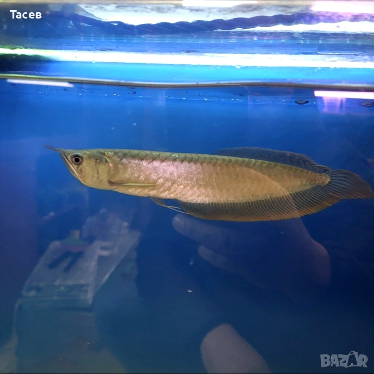 Сребърна арована 30см, снимка 1