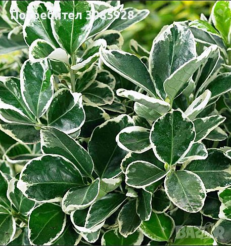 🌿Храст Чашкодрян /Euonymus/💌 , снимка 1