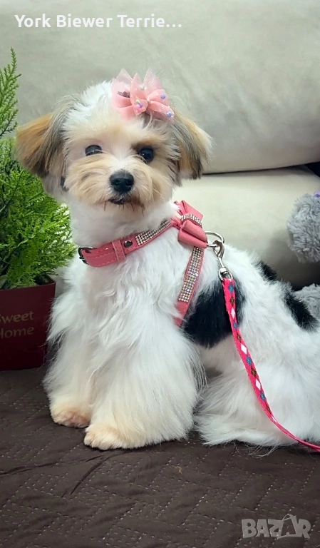 Йорк, игрива и контактна кукличка с родословие за деца и възрастни! Доставка , снимка 1