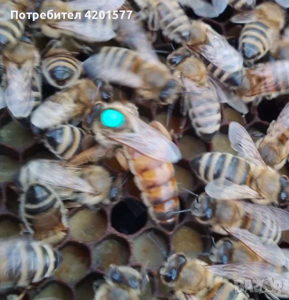 Продавам отводки и пчелни майки сезон 2026 г., снимка 1