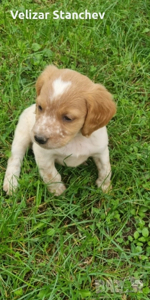 Еспаньол бретон , снимка 1