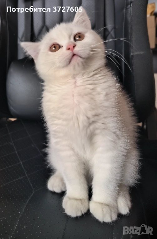 Британска късокосместа, снимка 1