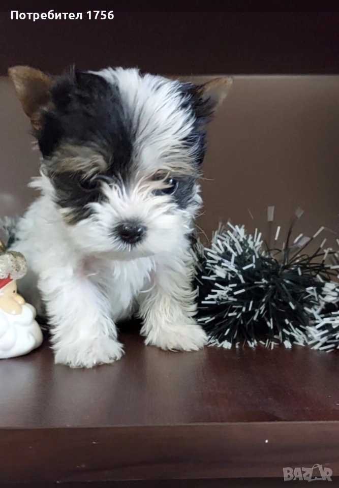 Biewer york, little boy., снимка 1