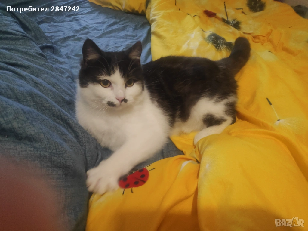 Домашни котенца , снимка 1