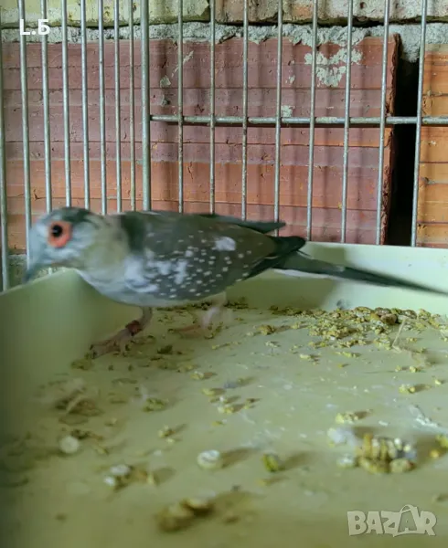 Диамантена гугутка шарена, снимка 1