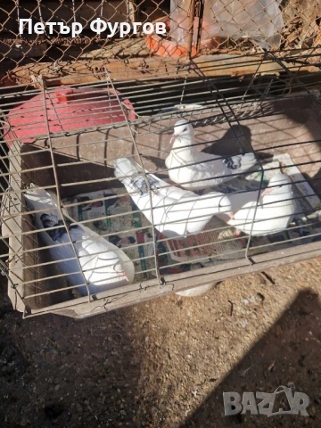 Продавам2  чифта    бемкалии, снимка 5 - Гълъби - 53163477