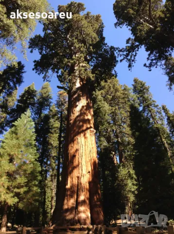 Екзотични нови 15 семена гигантска секвоя мамутово дърво sequoiadendron giganteum декорация в двора, снимка 16 - Сортови семена и луковици - 50222677