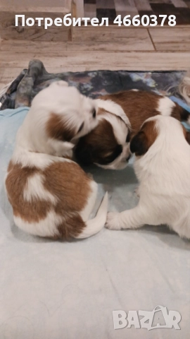 Ши тсу, снимка 8 - Ши Тцу - 52532871