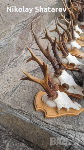 Трофей. Съръндак , снимка 8 - Декорация за дома - 53440688