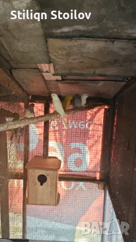 Малки александри , снимка 3 - Папагали - 46864713