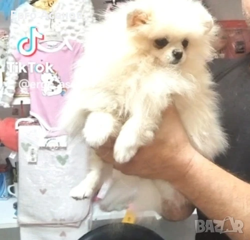 Мини померан за разплод с тегло 1.500кг., снимка 9 - Померан - 50820669