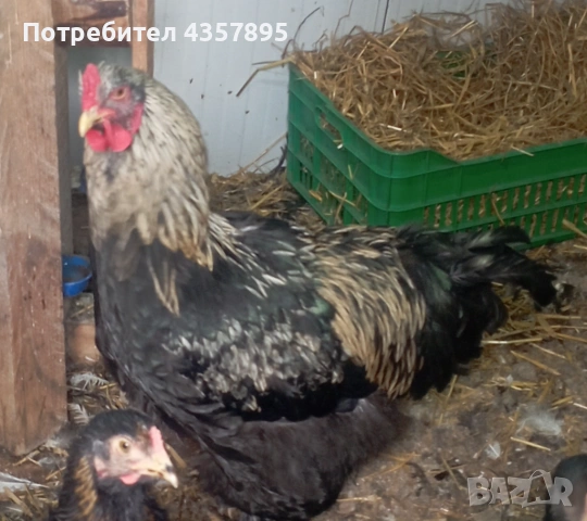 Петли Брама на шест месеца, снимка 2 - други­ - 53559134