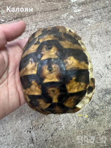 Костенурка черупка , снимка 10 - Други ценни предмети - 50871785