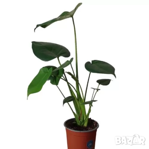 стайно растение , снимка 1