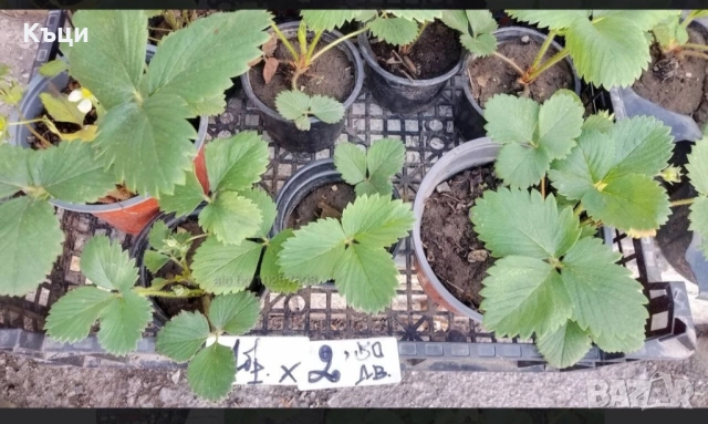 В саксия ягоди ,само корен 1лев., снимка 2 - Разсади - 51457754