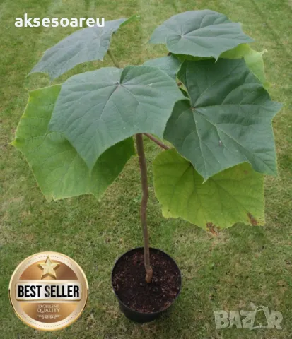 Продавам 400 семена от медоносно дърво пауловния томентоса за пчелари дървен материал сянка на двора, снимка 17 - Сортови семена и луковици - 50390012