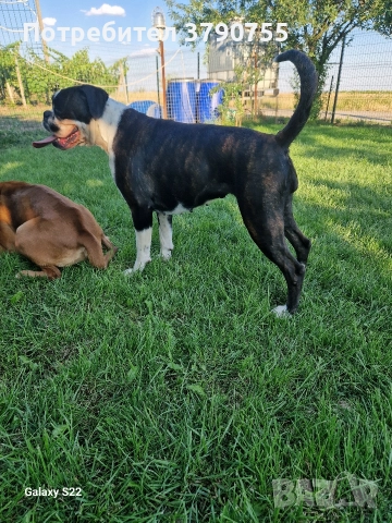 боксер , снимка 2 - Боксер - 52767434