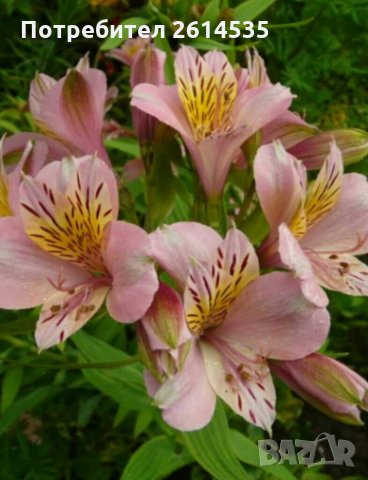 АЛСТРОМЕРИЯ