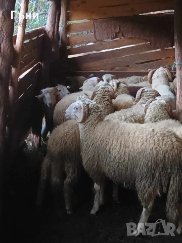 коч кочове за продан 