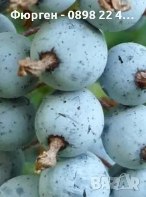 Касис - Разсад , снимка 2 - Разсади - 37551919