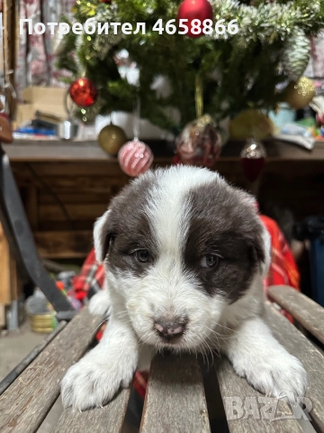 Бебе каракачанка, снимка 13 - Каракачанска овчарка - 52514278