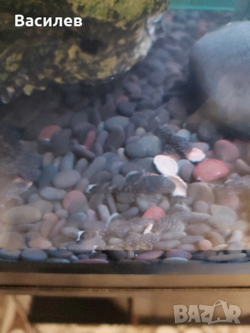 Сомчета Анциструс - Обикновен сом, снимка 2 - Рибки - 52392498