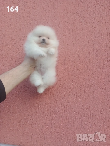 Женски Померан. Реални снимки от 08.02.26 г. 