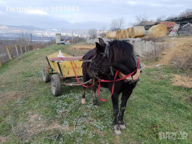 Продавам кон с каруца