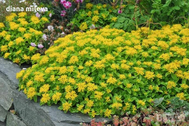 Камчатски седум, Sedum kamtschaticum, снимка 3 - Градински цветя и растения - 51146500