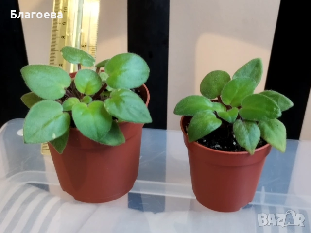 Теменужка , снимка 4 - Стайни растения - 51353489