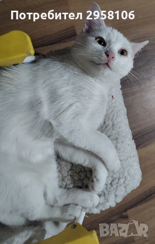 бяло коте, британска късокосмест, 9 мес., снимка 9 - Британска късокосместа - 53301077