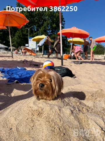 Търсим мъжки йоркширски териер (yorkie) за разплод., снимка 2 - Йоркширски териер - 52908374