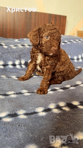 Мини пудел той бебета, снимка 5 - Пудели - 52582359