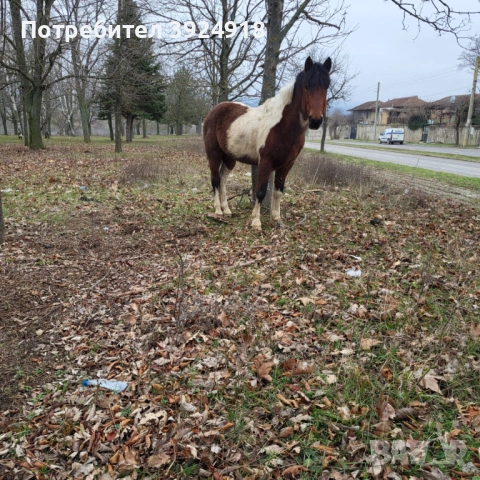 Продавам шарен кон жеребец , снимка 3 - Коне - 52837357