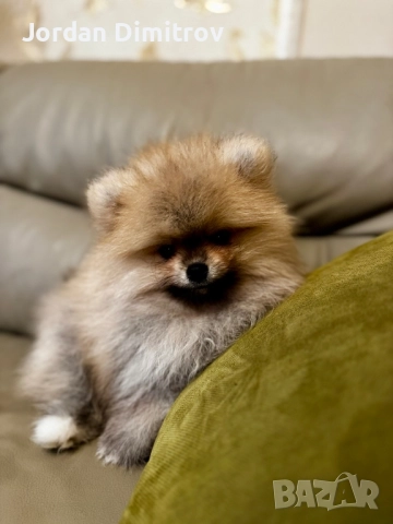 Мъжки Полерани, снимка 6 - Померан - 52431228