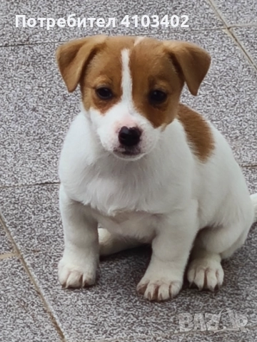 Джак Ръсел териер 