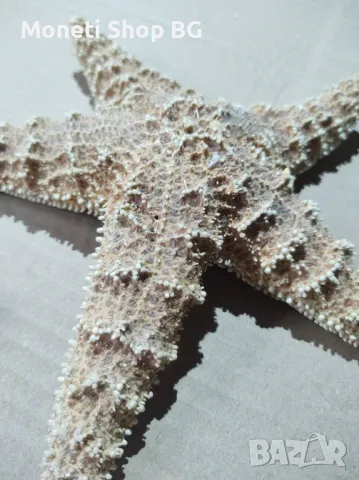 Океански дарове, снимка 7 - Други ценни предмети - 48922368