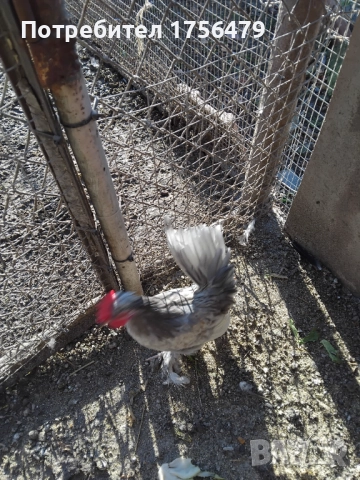 Петлета бреговски, снимка 2 - други­ - 52936654