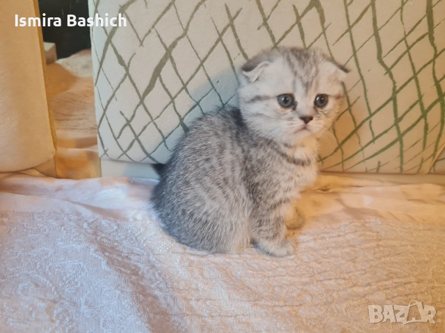 Британчета , снимка 3 - Британска късокосместа - 53086558