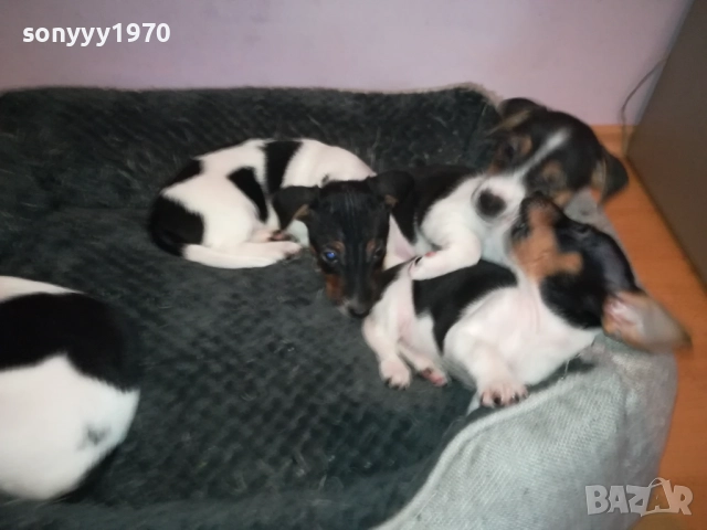 джак ръсел женски кутрета с паспорт и ваксина 1910251308, снимка 18 - Джак ръсел териер - 52105790