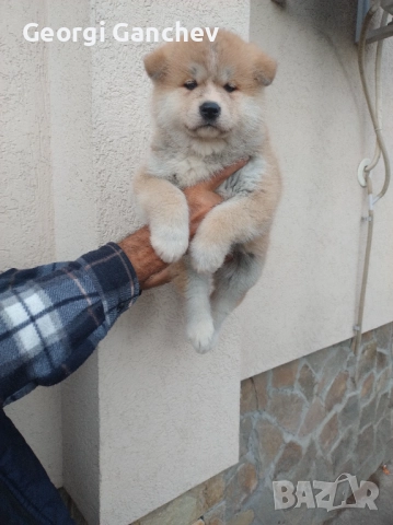 Продавам кученца акита ину , снимка 5 - Акита - 52694749