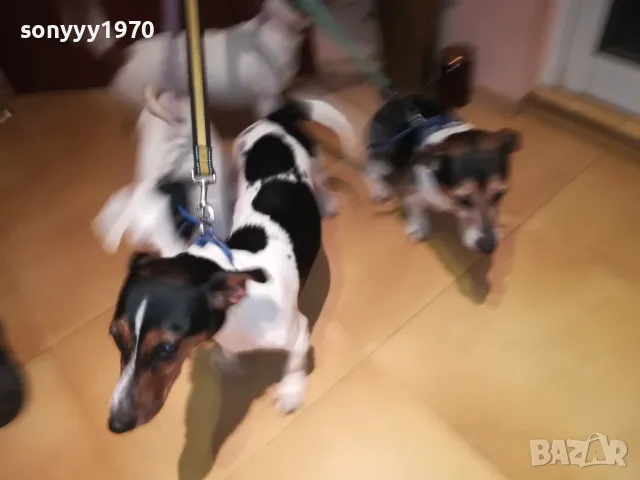 ОФИЦИЛЕН ПРЕСТАВИТЕЛ НА ДЖАК РЪСЕЛ ЗА ВИДИН 2801251428, снимка 12 - Джак ръсел териер - 48864495