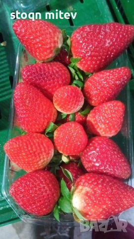 разсад ягоди и марини 0885353190, снимка 5 - Градински цветя и растения - 53524420