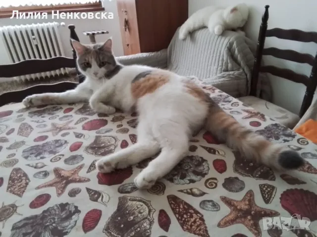 Подарават се две котенца Джиджи и Джули, снимка 6 - Други - 49935123