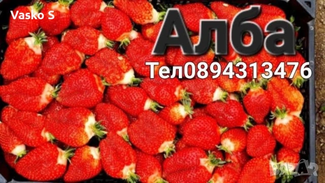 Разсад ягоди и малини цена 0.30€  Тел за поръчка 0887169442  „Алба е първият лъч на лятото – ягода с, снимка 5 - Градински цветя и растения - 53472386