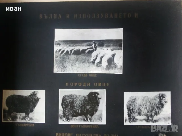 Кутия "Вълната и използването и", снимка 3 - Други ценни предмети - 47497219