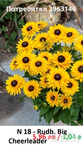 ГРАДИНСКИ Многогодишни Цветя., снимка 8 - Градински цветя и растения - 51078764